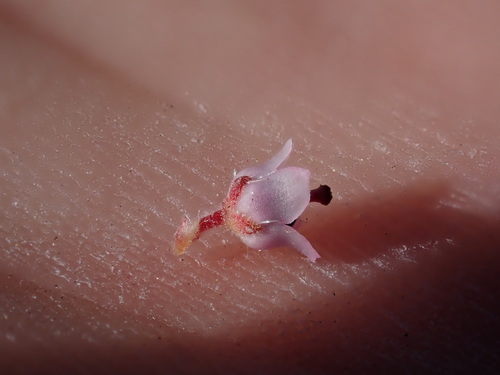Image of Erica glandulipila by (c) Ren Hoekstra, some rights reserved (CC BY)