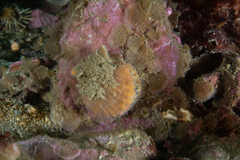 Aequipecten tehuelchus