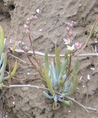 Dudleya attenuata orcuttii