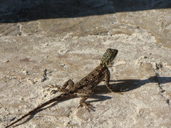 Agama lionotus