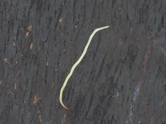 Fletchamia mediolineata