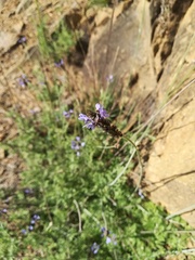 Lavandula multifida
