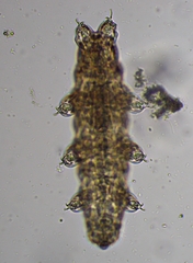 Eutardigrada