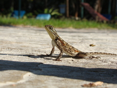 Agama lionotus