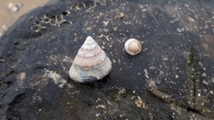 Calliostoma zizyphinum
