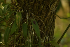 Acianthera pubescens