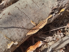 Coriolopsis gallica