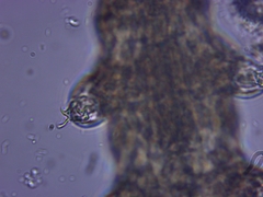 Eutardigrada