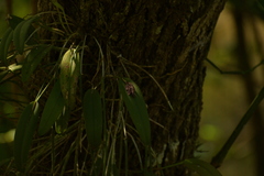 Acianthera pubescens