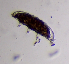 Eutardigrada
