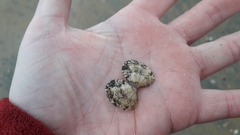 Ruditapes philippinarum