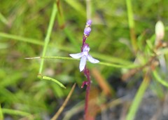 Lobelia gibbosa