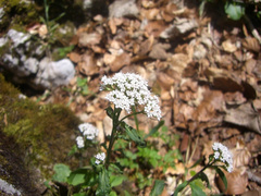 Valeriana montana