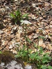 Valeriana montana
