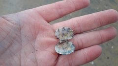 Ruditapes philippinarum