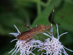 Burtinus notatipennis
