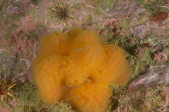 Aplidium