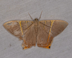 Phrygionis polita