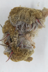 Anthopleura biscayensis