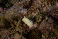 Diaulula punctuolata