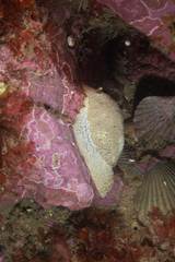 Pleurobranchaea maculata