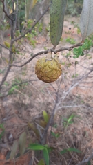 Annona cornifolia