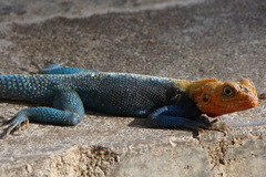 Agama lionotus