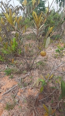 Annona cornifolia