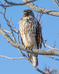 Buteo lineatus