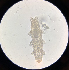 Eutardigrada