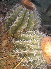 Melocactus zehntneri