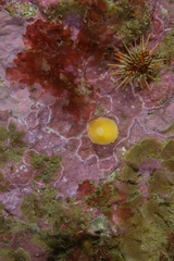 Gargamella immaculata