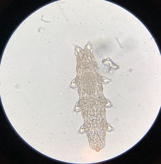 Eutardigrada