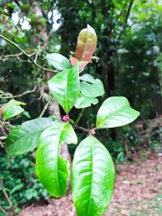 Psychotria nuda