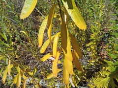 Salix lasiolepis
