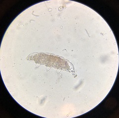 Eutardigrada