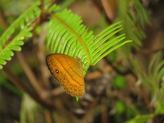 Mycalesis anapita