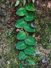 Marcgravia polyantha