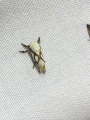 Parapluda invitabilis