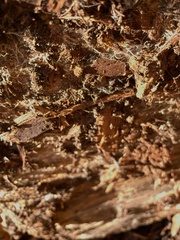 Polycephalomyces tomentosus