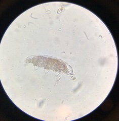 Eutardigrada