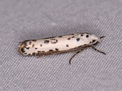Ethmia bittenella