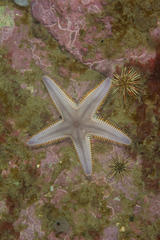Astropecten brasiliensis