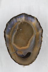 Patella vulgata