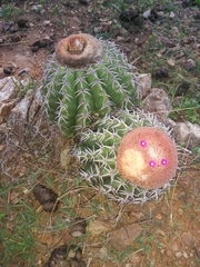 Melocactus zehntneri