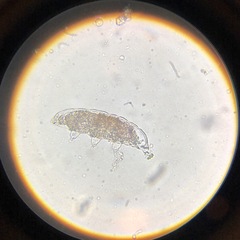 Eutardigrada