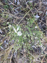 Vittadinia cuneata