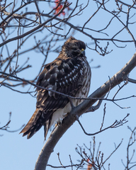 Buteo lineatus