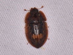 Lobiopa insularis
