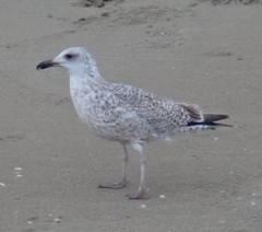 Larus argentatus